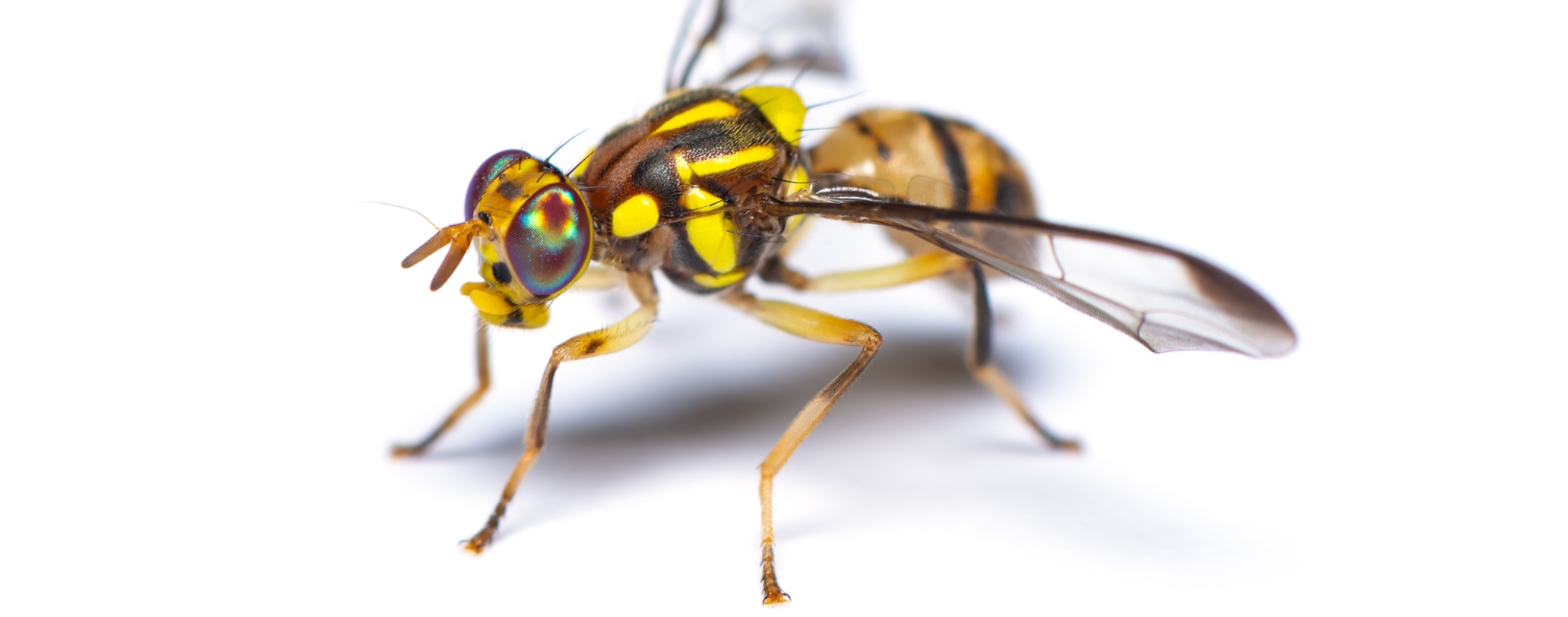 Mosca oriental de la fruta